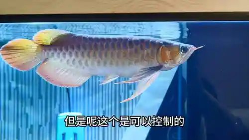 驯龙骑士阵容搭配图鉴(小小驯龙师的无敌阵容)插图1