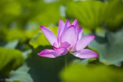 老虎阵容怎么搭配最强战士(虎阵被什么阵法克制)插图2