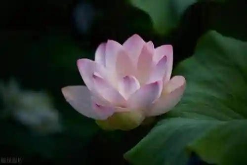 老虎阵容怎么搭配最强战士(虎阵被什么阵法克制)插图