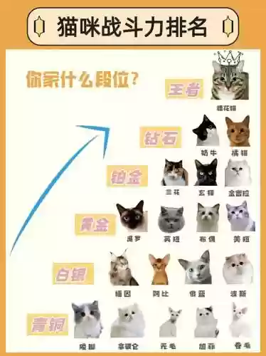 猫科最强阵容插图