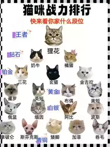 猫科最强阵容插图1