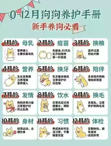 狗狗育成所攻略插图