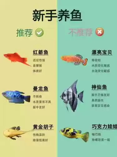 养鱼阵容选择插图