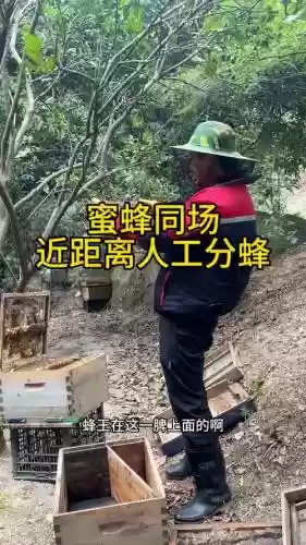 5个技能怎么过蜂后道场