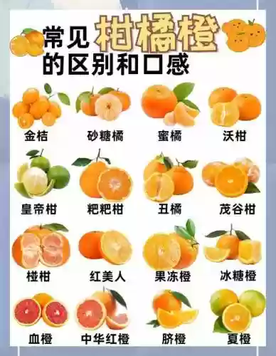 橙子热门阵容插图1