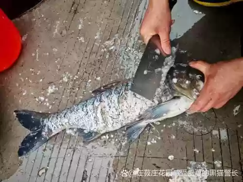 鱼头十阵容