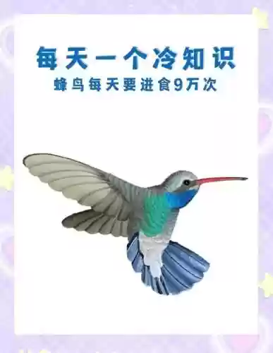 蜂鸟攻略