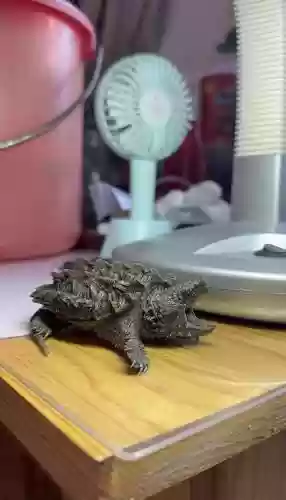 鳄龟阵容插图1