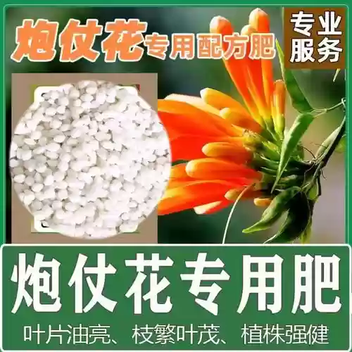 吉祥爆竹阵容插图1