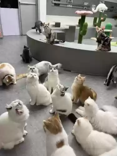 猫谈判阵容插图
