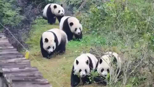 五熊猫阵容插图1