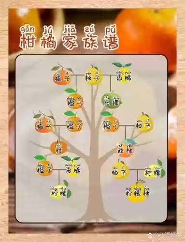橙子热门阵容插图