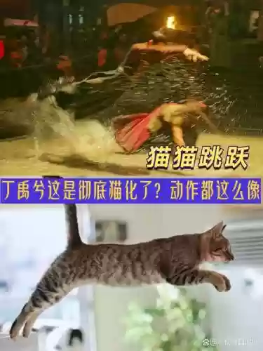 会变长的猫11关攻略，会变猫的电视剧插图