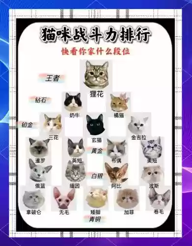 猫咪大战争最强的阵容搭配，猫咪大战争阵容推荐插图1