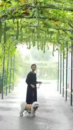 丝瓜适合什么武器，丝瓜需要打架吗插图1
