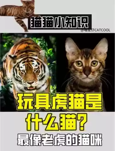 虎咪最多几个技能，咪虎宠物插图