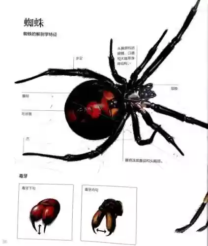 蜘蛛s9技能,蜘蛛e技能机制插图 蜘蛛s9技能,蜘蛛e技能机制插图